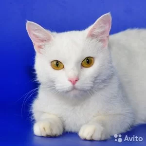Бетси, Белоснежная кошка с желтыми глазами